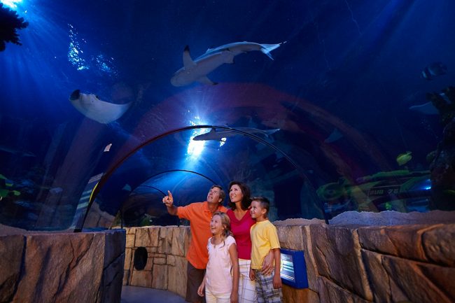 SEA LIFE® Aquarium in Carlsbad - Family Attraction