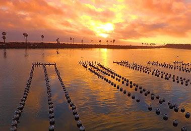 Carlsbad Aquafarm