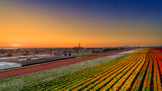 Carlsbad Flower Fields from overhead