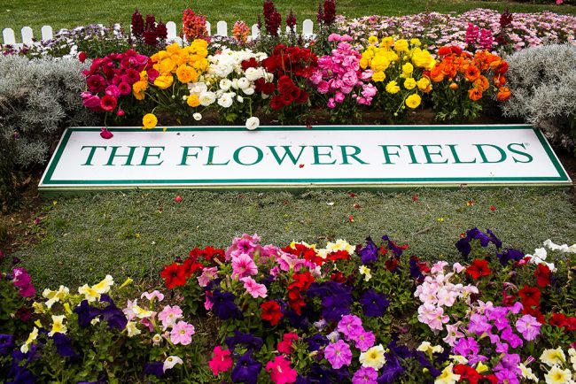 carlsbad flower fields