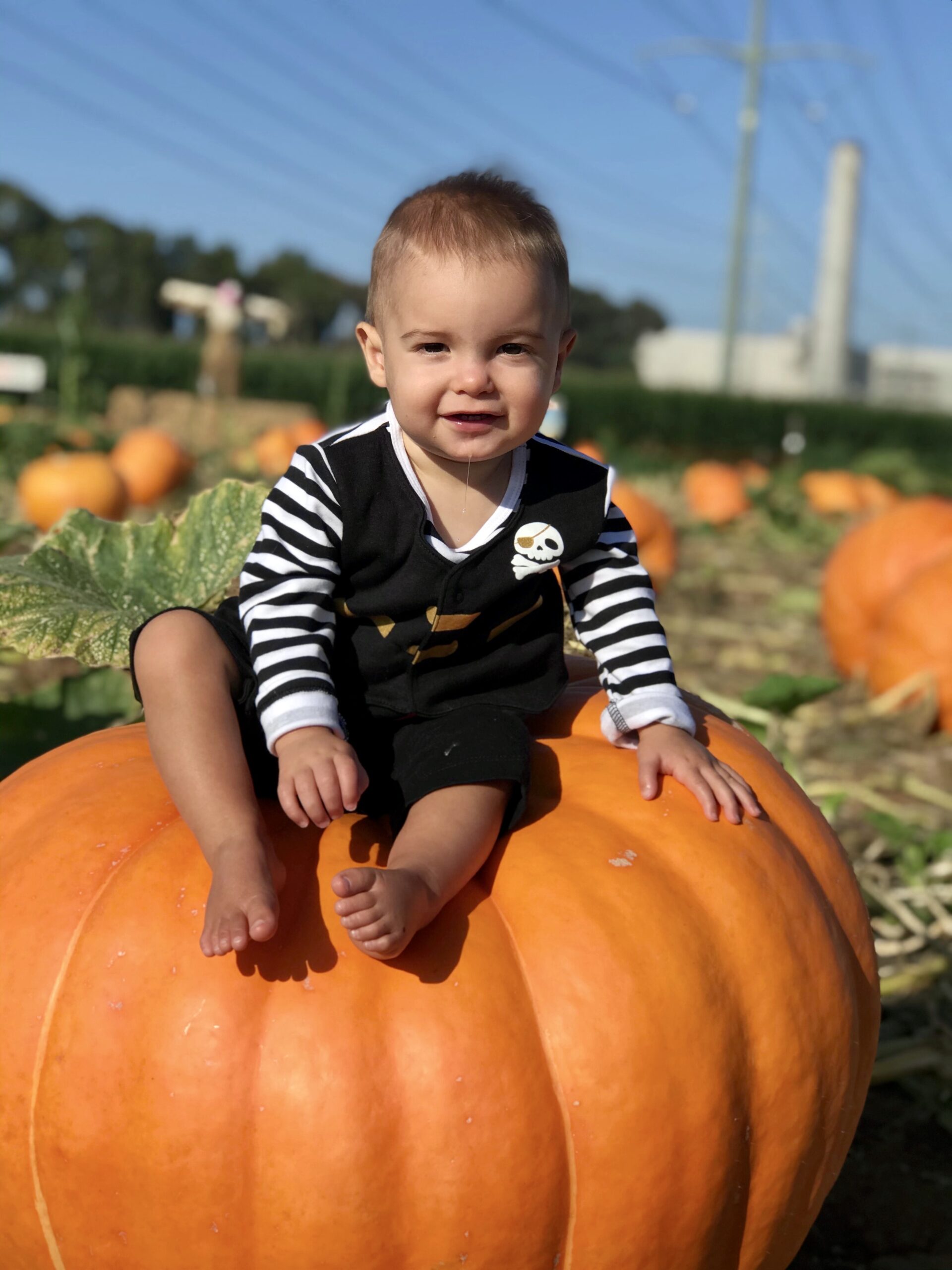 Getting Gourd and Ready for Halloween in Carlsbad