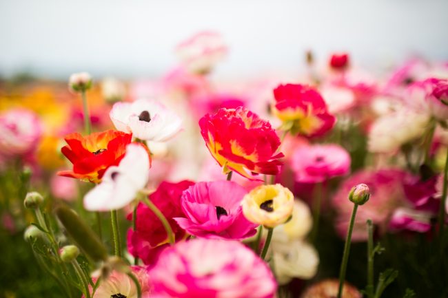 carlsbad flower fields