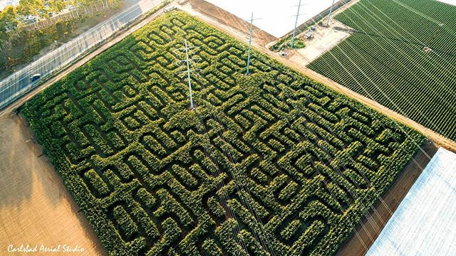 corn maze carlsbad