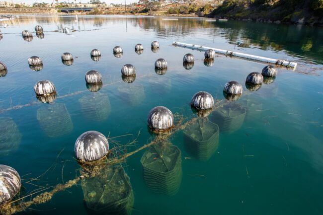 Sustainable Vitamin Sea at the Carlsbad Aquafarm1